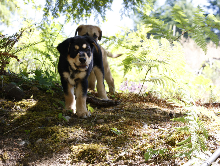 chinook dog